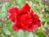 db_041106__00121
