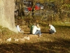 db_051029__00351
